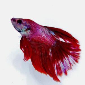 Betta splendens male WYSIWYG 19