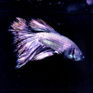 Betta splendens male WYSIWYG 20