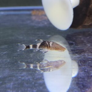 PO. LDA110 - Nannoptopoma sp. Perou