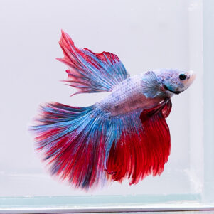 Betta splendens male WYSIWYG 24
