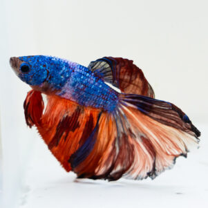 Betta splendens male WYSIWYG 25