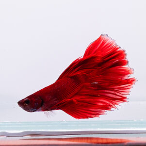 Betta splendens male WYSIWYG 25