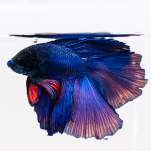 Betta splendens male WYSIWYG 26