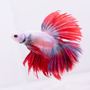 Betta splendens male WYSIWYG 26