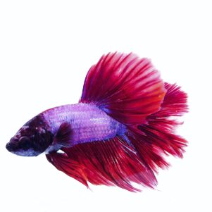 Betta splendens male WYSIWYG 3