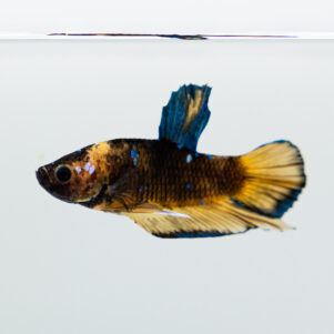 Betta splendens male WYSIWYG 4
