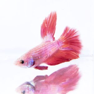 Betta splendens male WYSIWYG 4