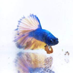 Betta splendens male WYSIWYG 7
