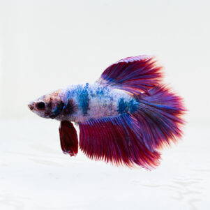 Betta splendens male WYSIWYG 7
