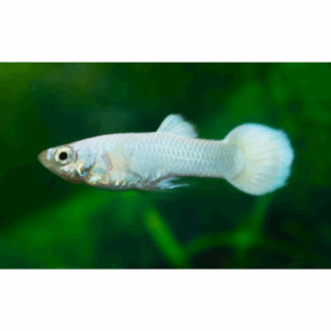 PO. Guppy Snow White Male