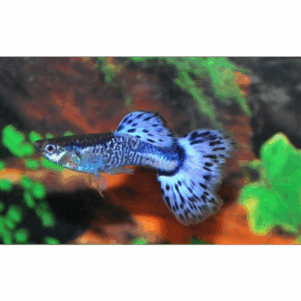 PO. Guppy cobra bleu