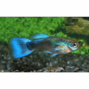 PO. Guppy néon bleu