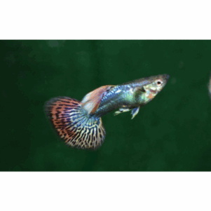 PO. Guppy Dumbo Blue Mosaic