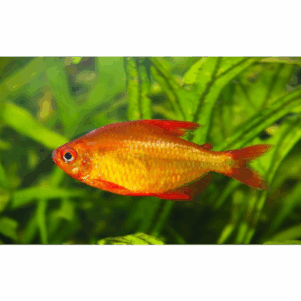 PO. Hyphessobrycon sp "Muzel Red Cherry"