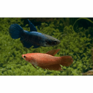 PO. Betta splendens femelle L