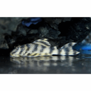 PO. L 288 - Peckoltia sp.