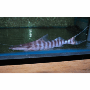 PO. Brachyplatystoma tigrinum 12-15cm