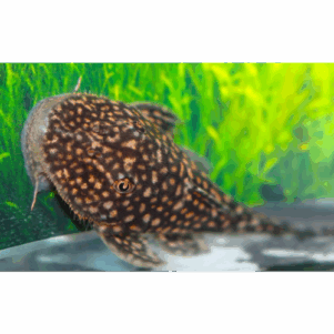 PO. Pseudancistrus genisetiger