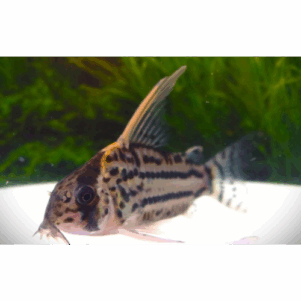 PO. Brochis pulchra XL