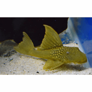 PO. L 200 - Baryancistrus demantoides "Green Pleco" XL