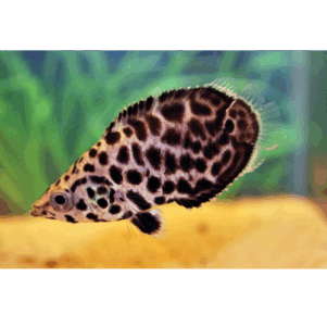 Anabantidae