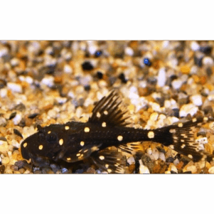 PO. Acanthicus adonis 8-10cm
