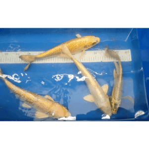 PO. Koi mix 30-40cm