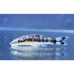 PO. Otocinclus cocama