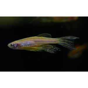 PO. Brachydanio rerio "gold voilé"
