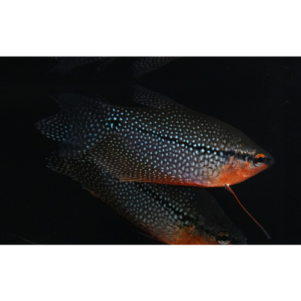 PO. Trichopodus leeri L