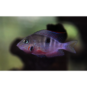 PO. Thorichthys meeki