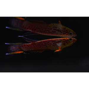 PO. Aphyosemion australe