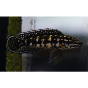 PO. Julidochromis transcriptus