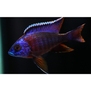 PO. Aulonocara stuartgranti Ngara 7-9cm