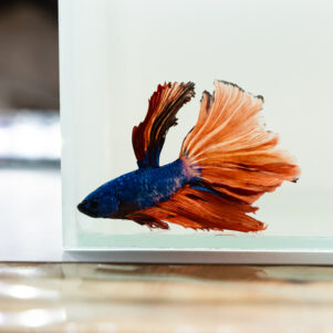 Betta splendens male WYSIWYG 1