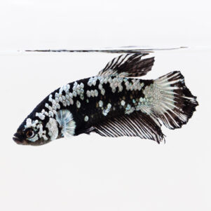 Betta splendens male WYSIWYG 14