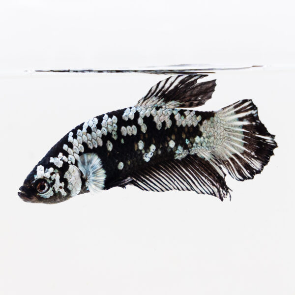 Betta splendens male WYSIWYG 14