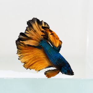 Betta splendens male WYSIWYG 2