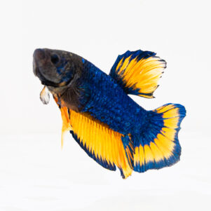 Betta splendens male WYSIWYG 27