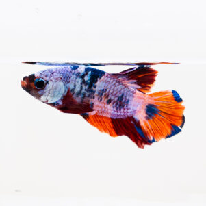 Betta splendens male WYSIWYG 29