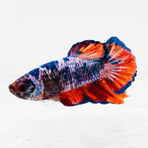 Betta splendens male WYSIWYG 30