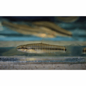 PO. Yunnanilus pulcherrimus 3-4cm