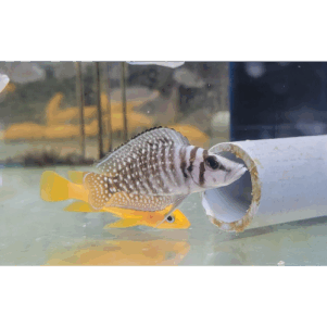 PO. Altolamprologus calvus White "Chaitika" F1
