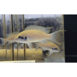 PO. Neolamprologus brichardi "kiku"