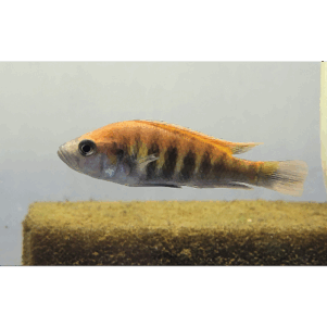 PO. Haplochromis nyererei