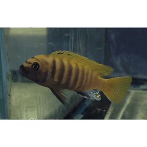 PO. Metriaclima zebra gold Kawanga 6-8cm
