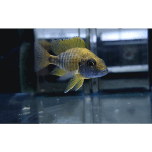 PO. Aulonocara baenshi benga 7-9cm