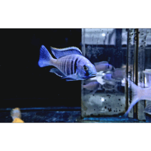 PO. Placidochromis electra "Likoma" 7-9cm