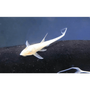 PO. Sturisomatichthys aureum Gold 5-7cm