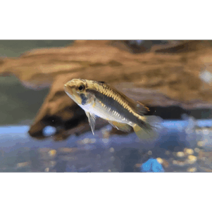 PO. Apistogramma wilhelmi (sp. Abacaxis)